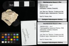Foto (Objekt + Etiketten) von Tuberosagalathea neojurensis (Patrulius, 1959) 
